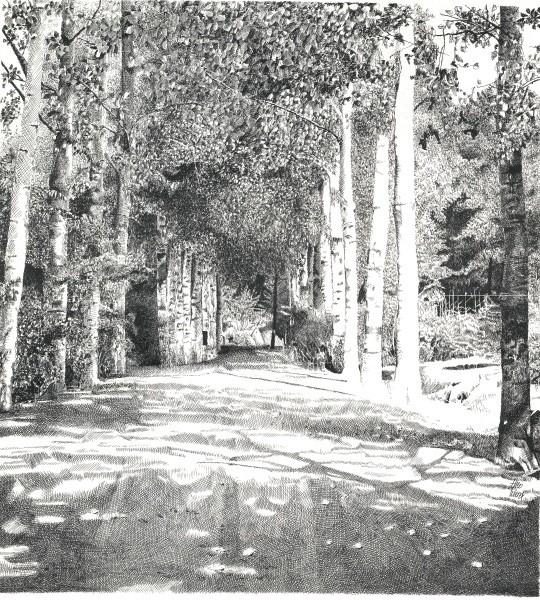 Birch-avenue<i class='fa-solid fa-minus'></i>